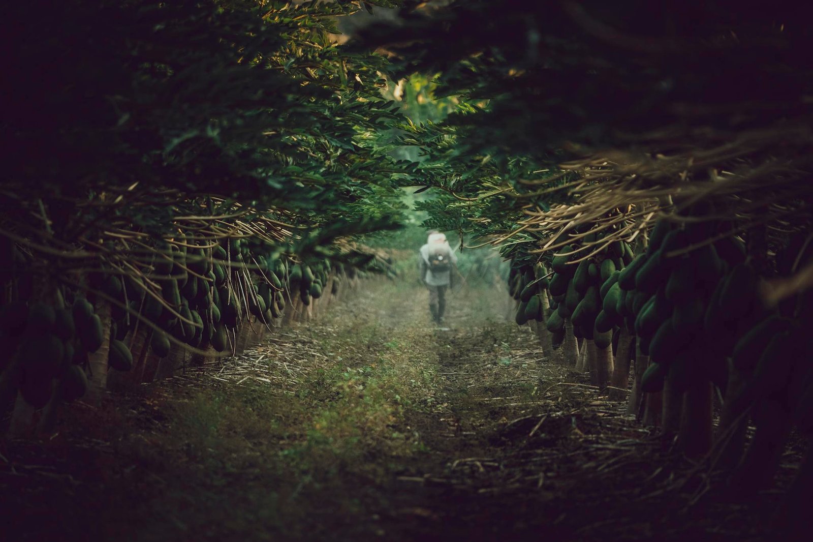 Person walking through lush green papaya orchard in Jalisco, Mexico.